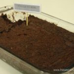 Eggless Brownie Recipe By Rida Aftab